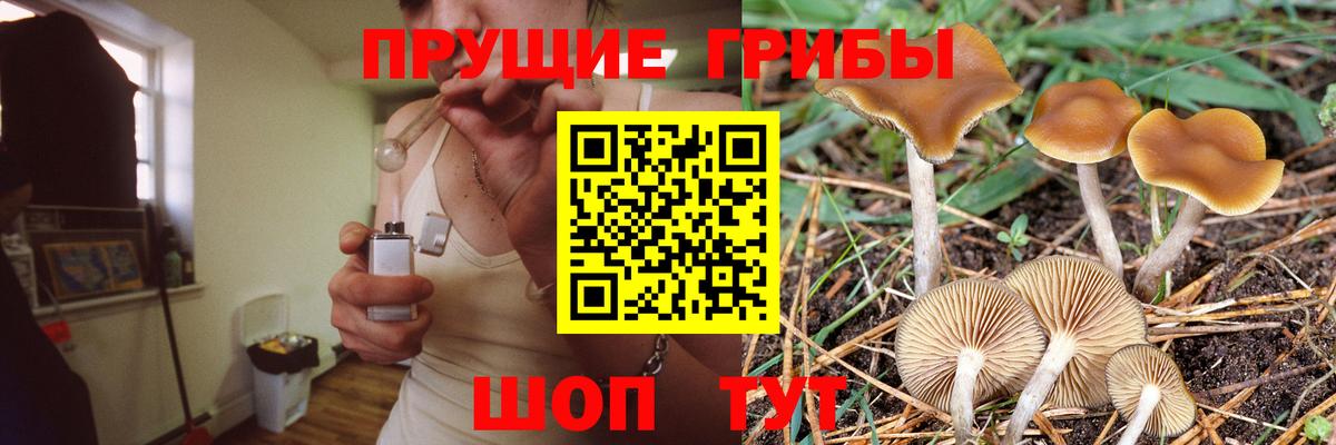 Галлюциногенные грибы Cubensis Кимры